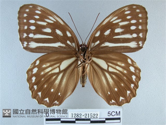 臺灣斑眼蝶藏品圖，第2張