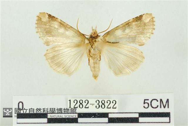 連珠波紋蛾藏品圖，第2張