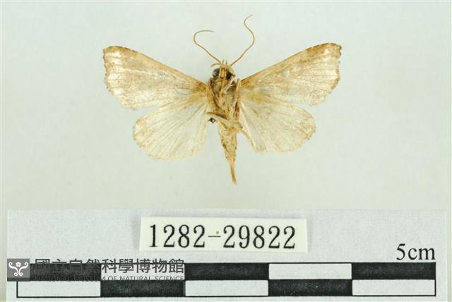 弧角散紋夜蛾藏品圖，第2張