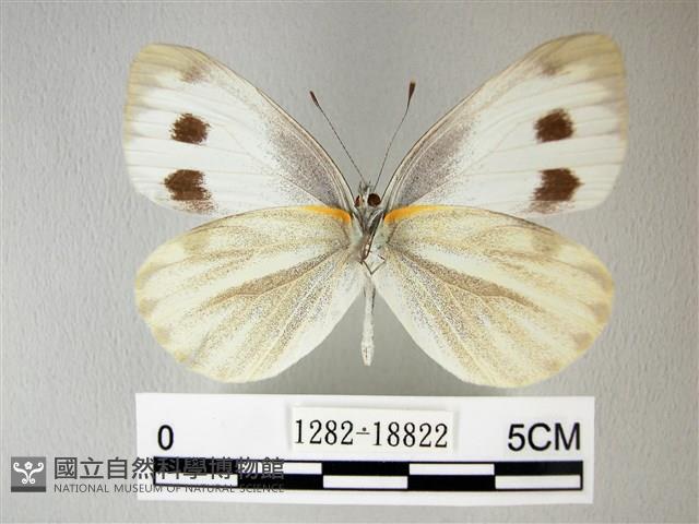 緣點白粉蝶藏品圖，第2張