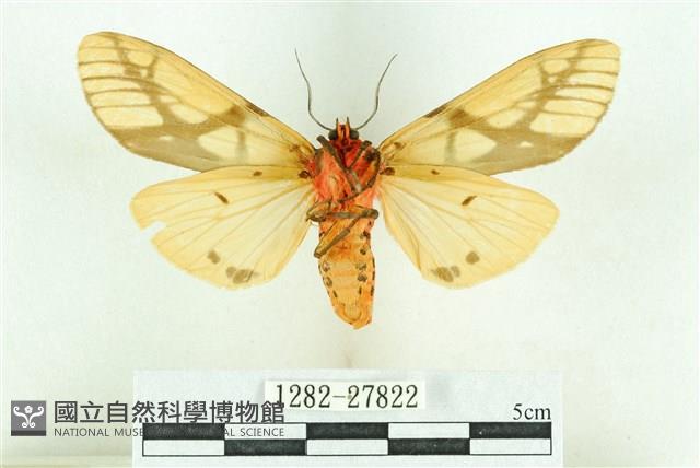 乳白斑燈蛾藏品圖，第2張