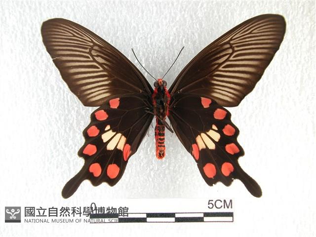 紅珠鳳蝶藏品圖，第2張