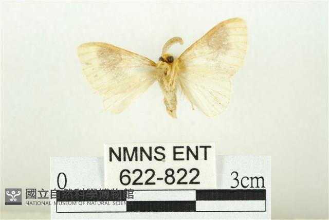 寬紋黃毒蛾藏品圖，第2張
