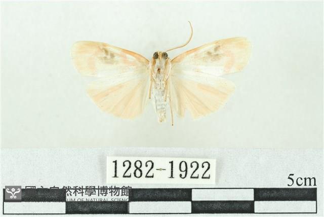 臺雪苔蛾藏品圖，第2張