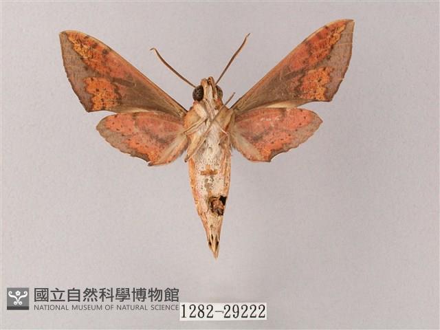 臺灣白肩天蛾藏品圖，第2張