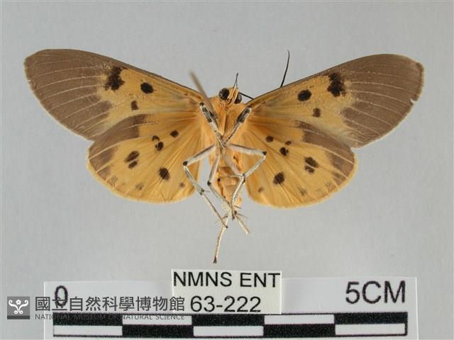 一點擬燈蛾藏品圖，第2張