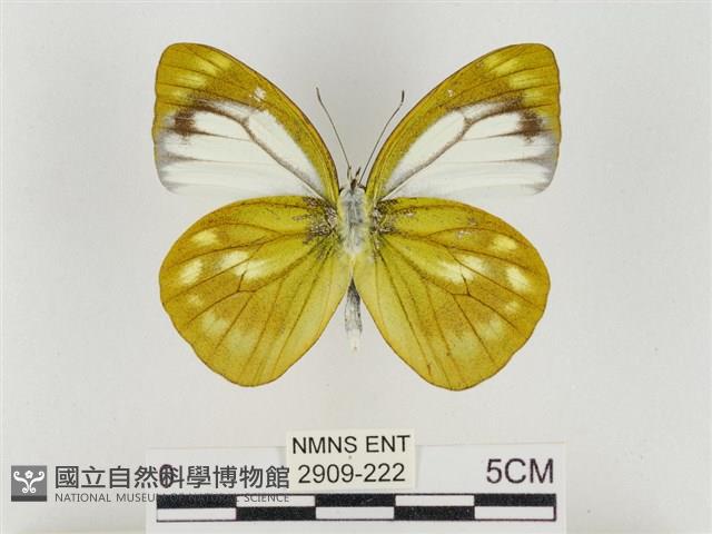 淡褐脈粉蝶藏品圖，第2張