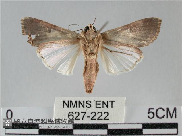 斜紋夜盜蛾藏品圖，第2張