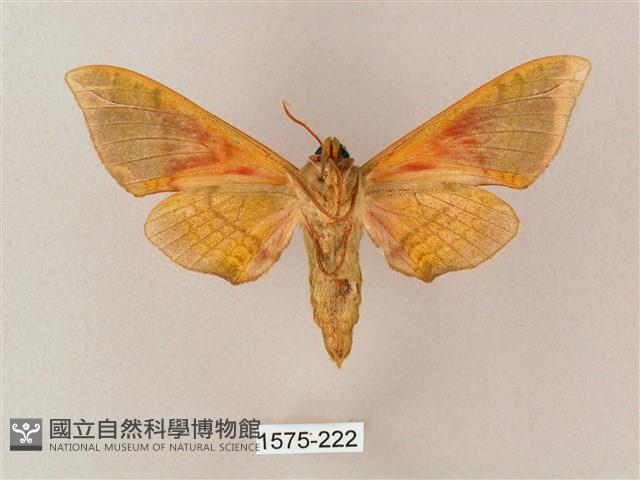 榆綠天蛾藏品圖，第2張