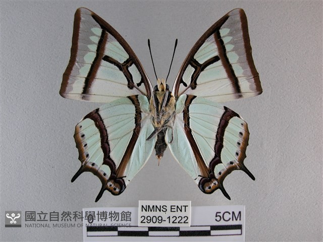 小雙尾蛺蝶藏品圖，第2張