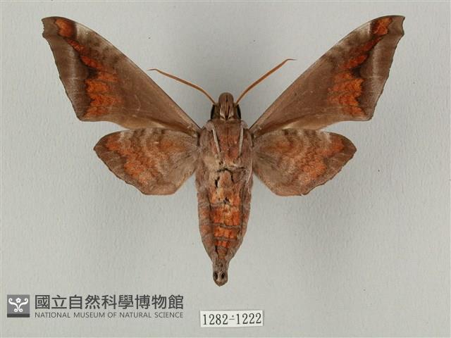 全緣缺角天蛾藏品圖，第2張