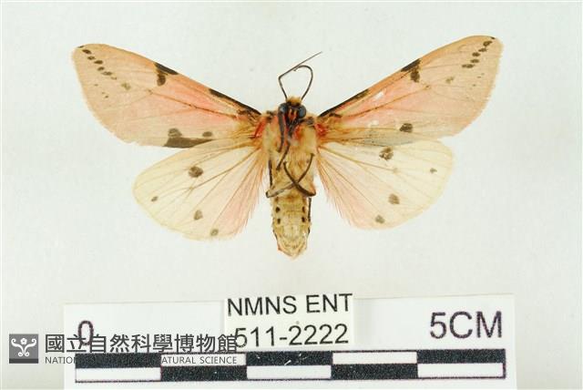 棍棒污燈蛾藏品圖，第2張