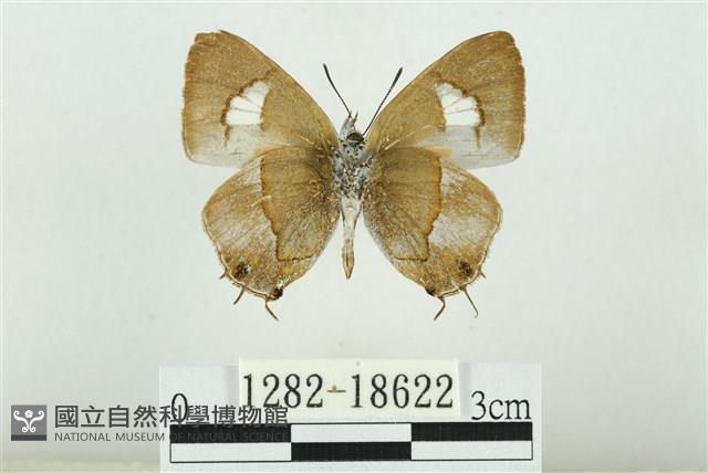 小鑽灰蝶藏品圖，第2張