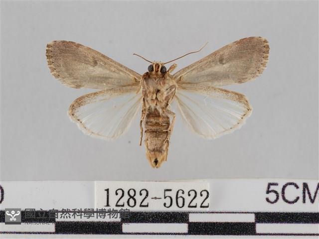 斜紋夜盜蛾藏品圖，第2張