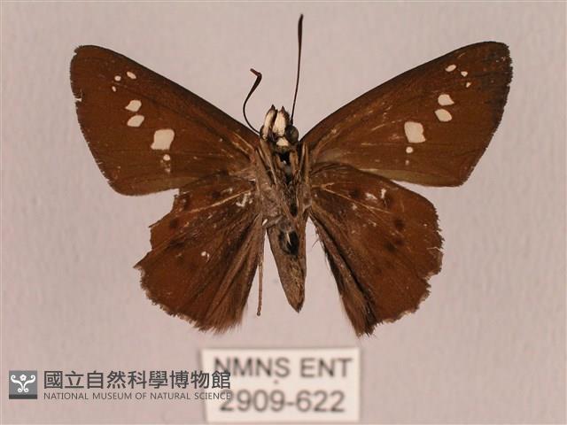 臺灣瑟弄蝶藏品圖，第2張