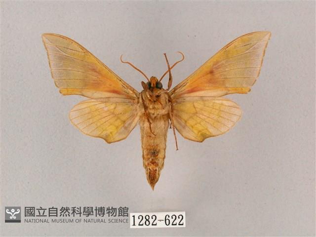 榆綠天蛾藏品圖，第2張