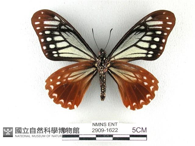 斑鳳蝶藏品圖，第2張
