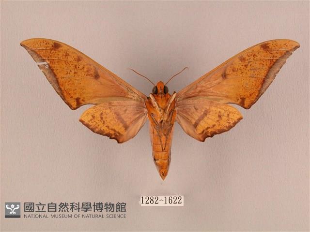 裂斑鷹翅天蛾藏品圖，第2張