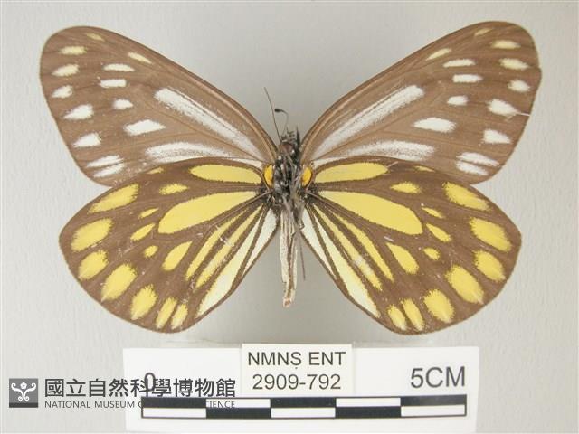 流星絹粉蝶藏品圖，第2張
