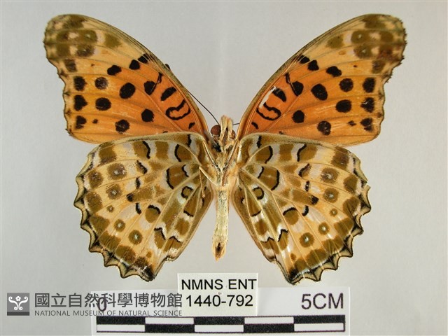 斐豹蛺蝶藏品圖，第2張
