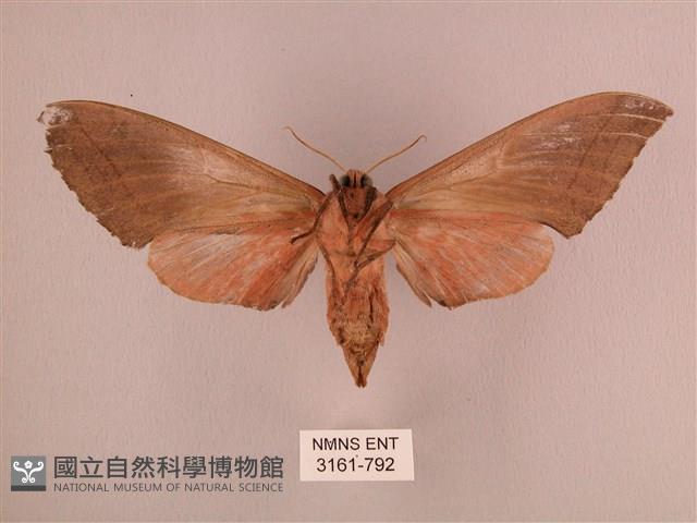 直翅六點天蛾藏品圖，第2張