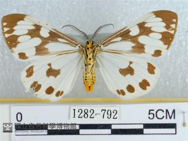 粉蝶燈蛾藏品圖，第2張