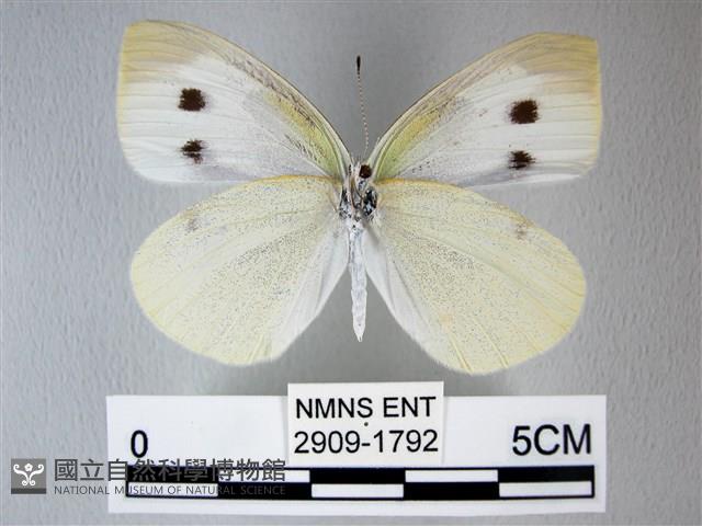 白粉蝶、紋白蝶藏品圖，第2張