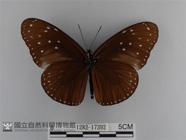 異紋紫斑蝶藏品圖，第2張
