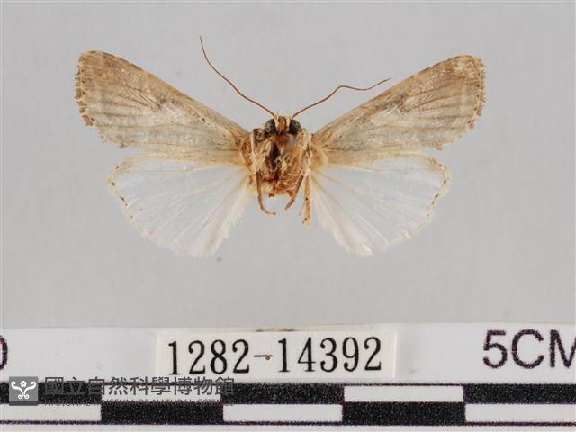 斜紋夜盜蛾藏品圖，第2張