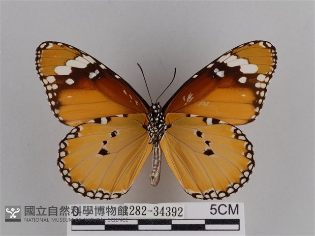 樺斑蝶藏品圖，第2張