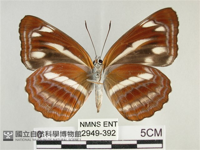 臺灣環蛺蝶藏品圖，第2張