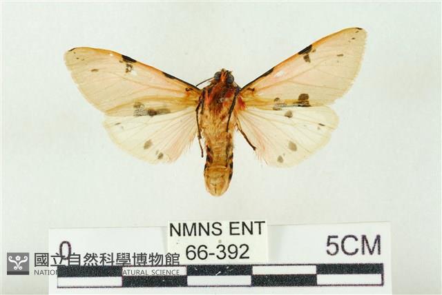 棍棒污燈蛾藏品圖，第2張