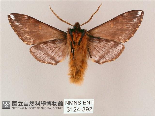 井上氏絨毛天蛾藏品圖，第2張