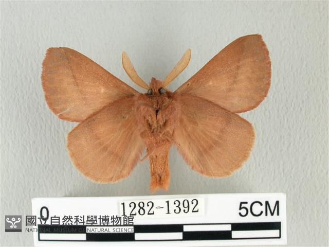 褐斜帶枯葉蛾藏品圖，第2張