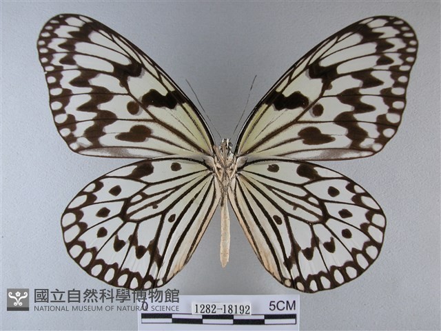 大白斑蝶藏品圖，第2張