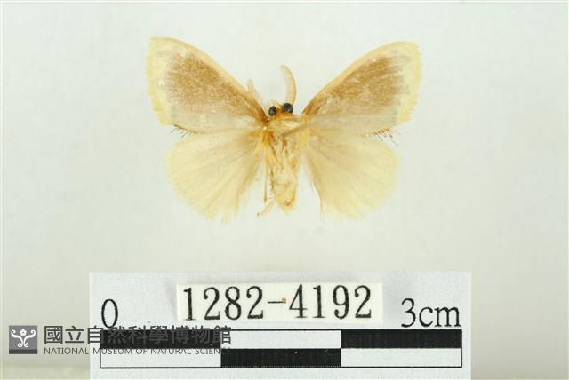 黑翅黃毒蛾藏品圖，第2張