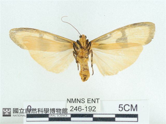 閃光苔蛾藏品圖，第2張