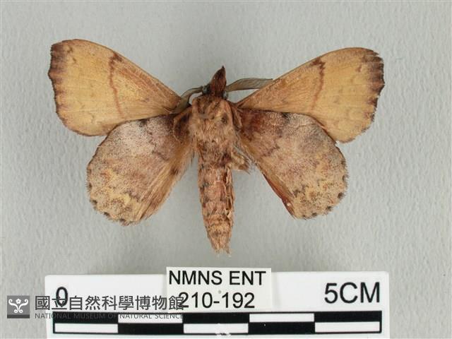 黃斑枯葉蛾藏品圖，第2張