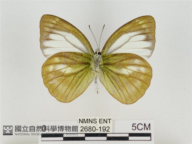 淡褐脈粉蝶藏品圖，第2張