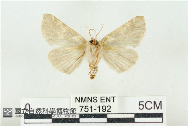 寬帶波紋蛾藏品圖，第2張