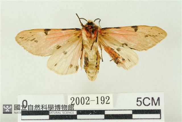 棍棒污燈蛾藏品圖，第2張