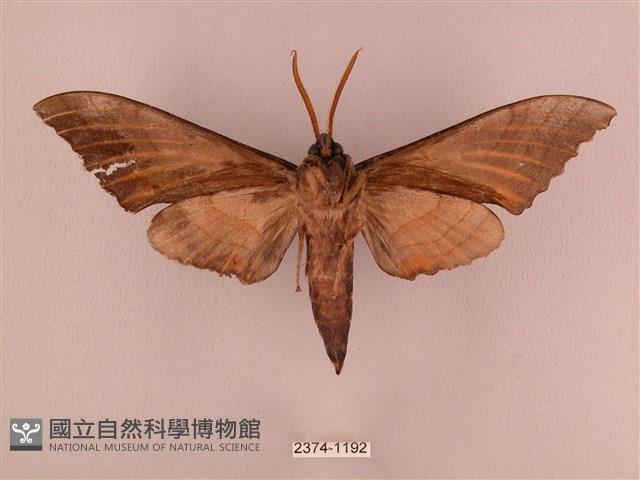 栗六點天蛾藏品圖，第2張