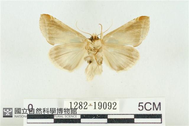 印華波紋蛾藏品圖，第2張