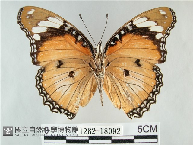 雌擬幻蛺蝶、雌紅紫蛺蝶藏品圖，第2張