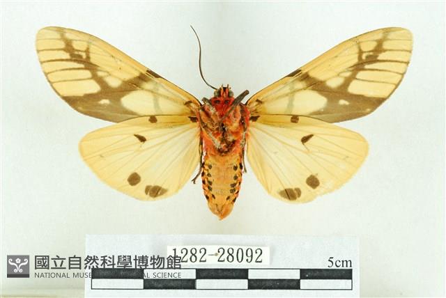 乳白斑燈蛾藏品圖，第2張