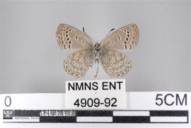 藍灰蝶沖繩亞種藏品圖，第2張