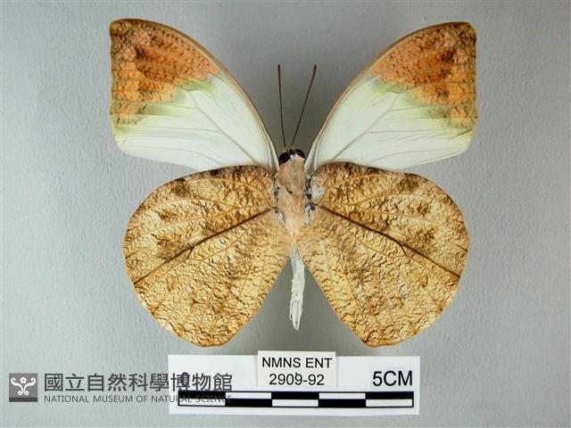 橙端粉蝶、端紅蝶藏品圖，第2張