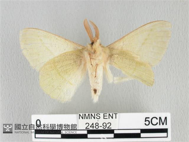 青枯葉蛾藏品圖，第2張