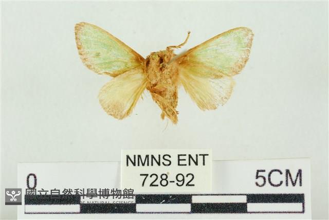 素木綠刺蛾藏品圖，第2張