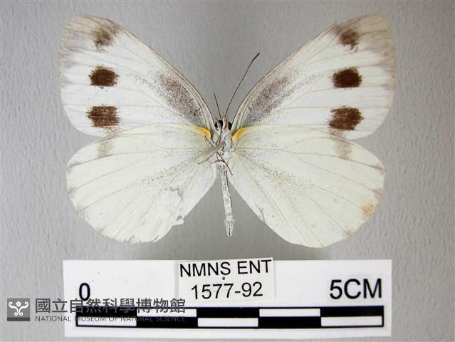 緣點白粉蝶藏品圖，第2張
